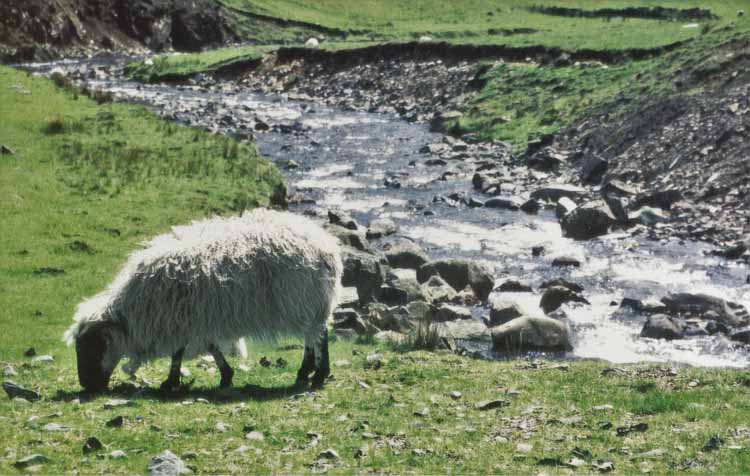 grey mares tail sheep